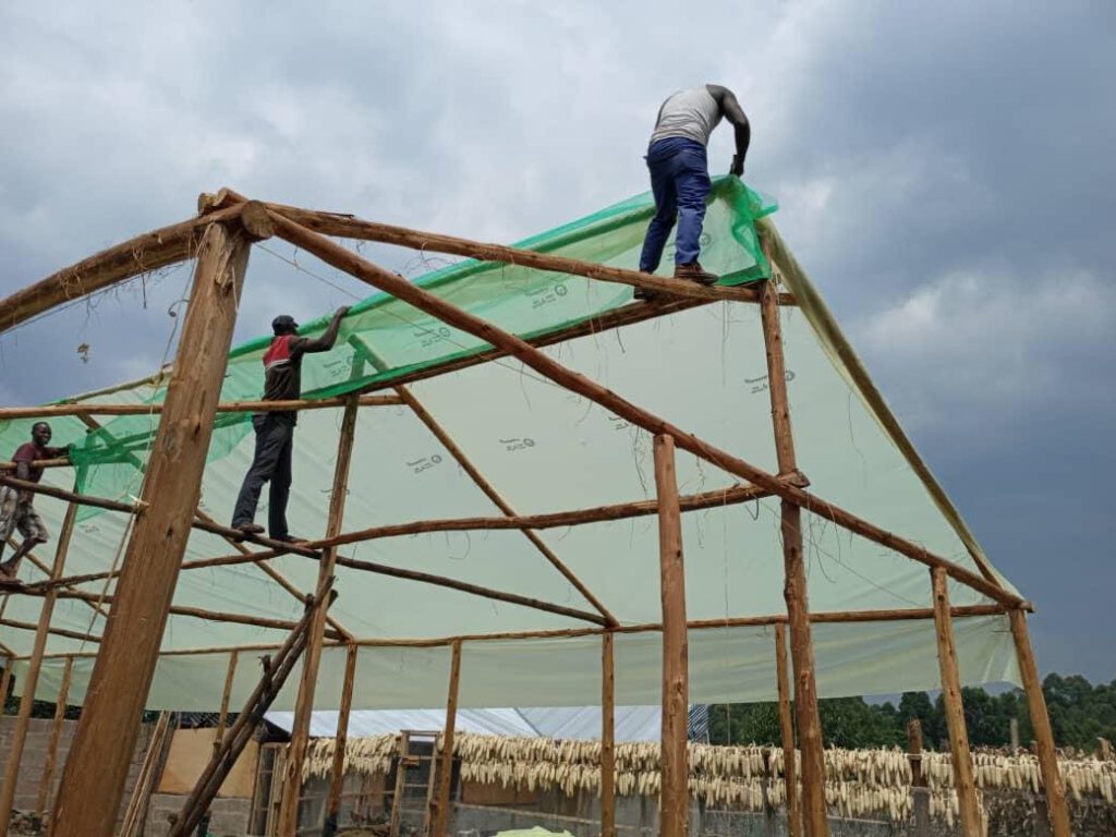 Farmer entrepreneurs in Uganda, a garden of Baptist and a greenhouse of Godfrey. Things look promising!