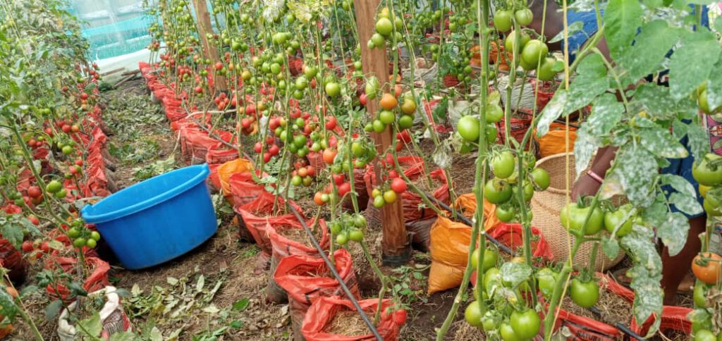 Tomatoes in bags